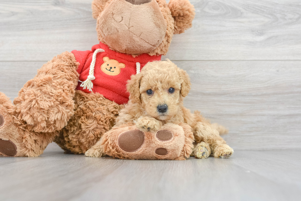 Smart Poochon Poodle Mix Pup