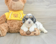 6 week old Poochon Puppy For Sale - Premier Pups