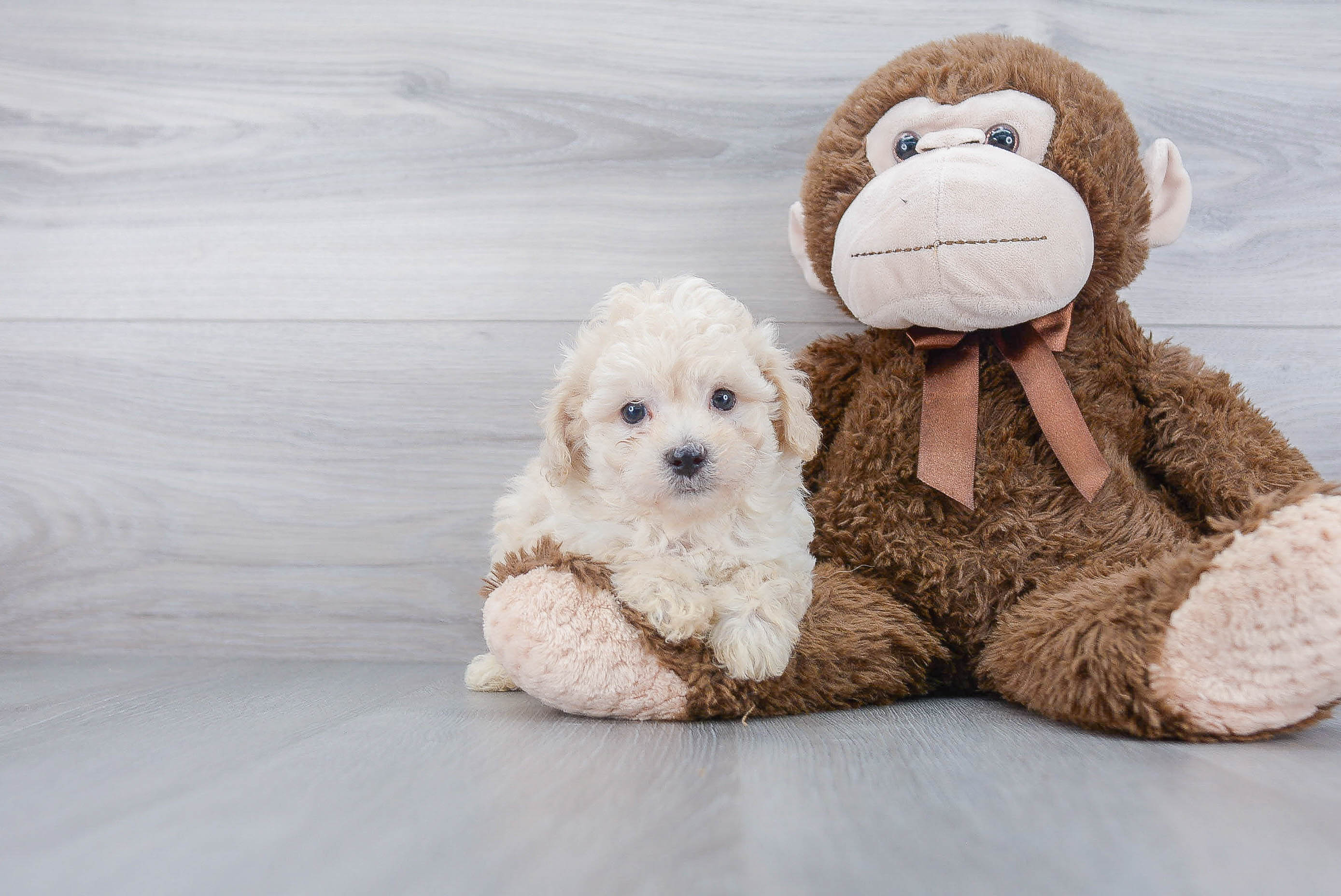 Best Poochon Baby
