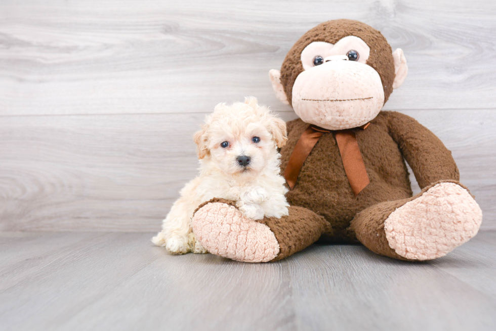 Funny Poochon Poodle Mix Pup