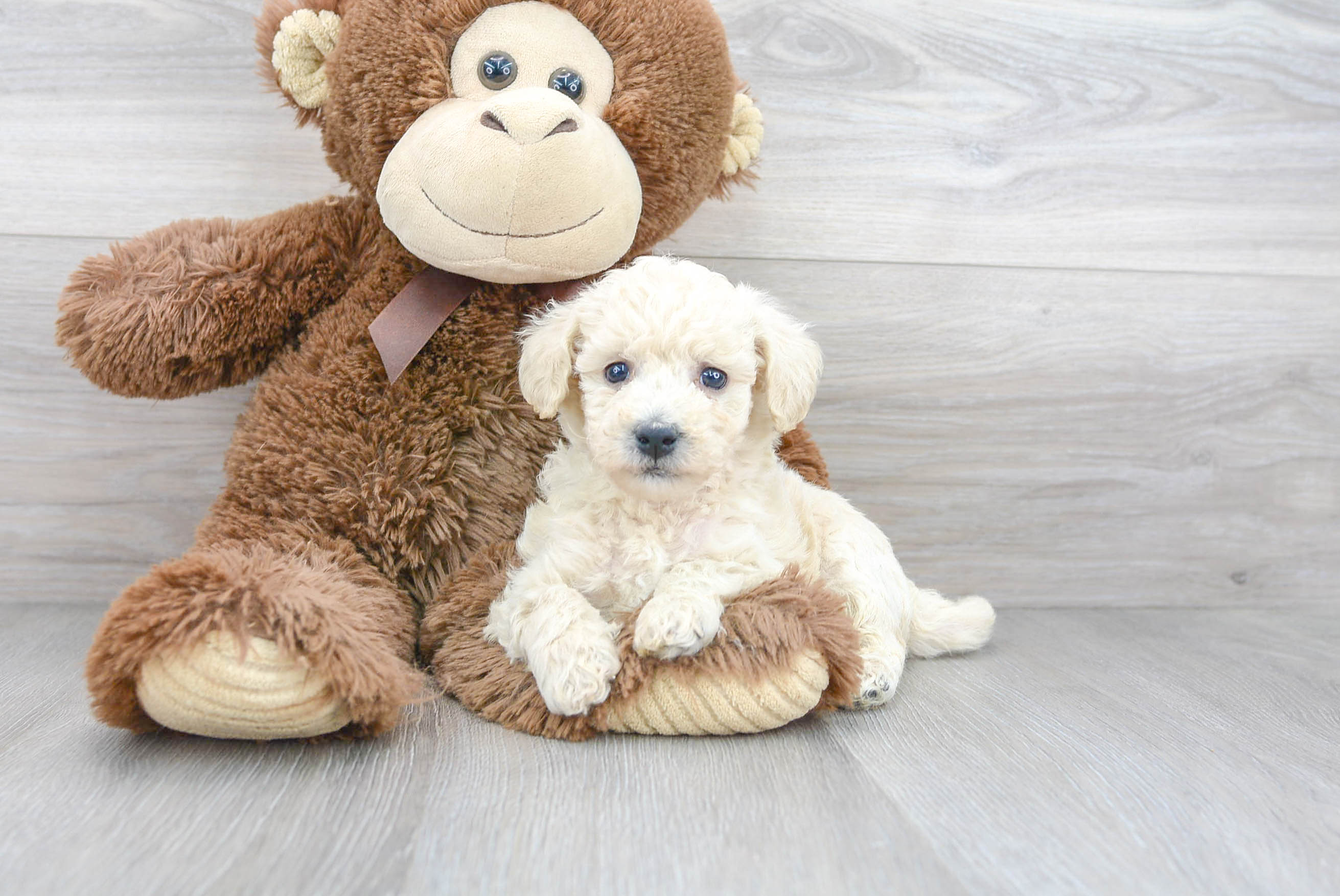 Poochon Puppy for Adoption