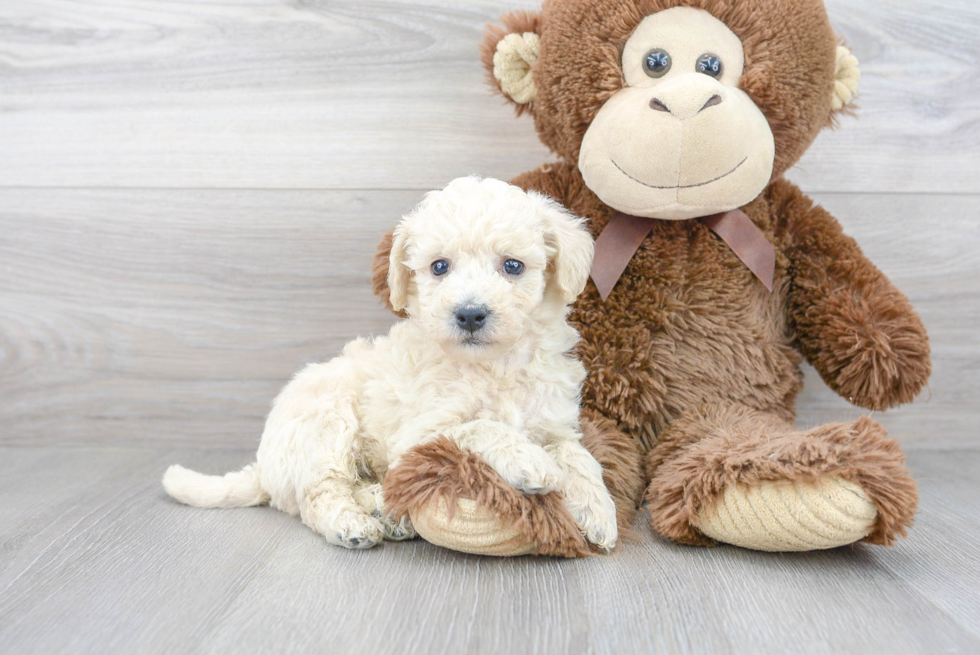 Petite Poochon Poodle Mix Pup