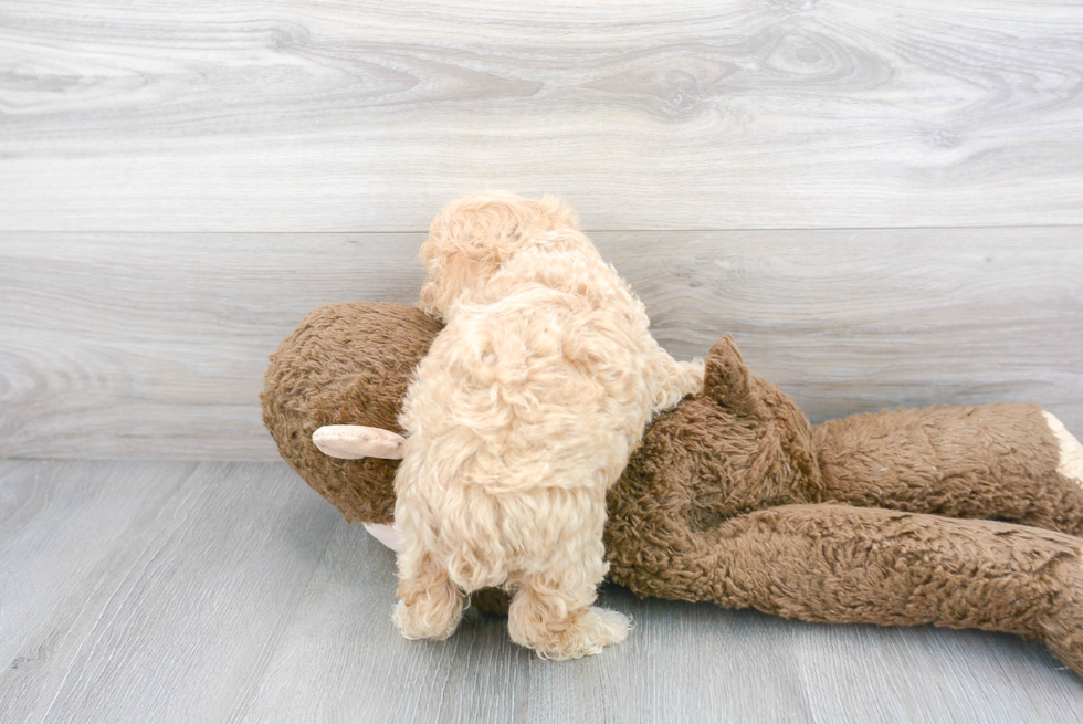 Maltipoo Puppy for Adoption