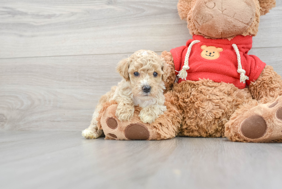 Best Poochon Baby