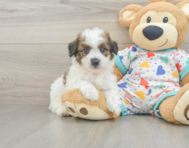 5 week old Poochon Puppy For Sale - Premier Pups