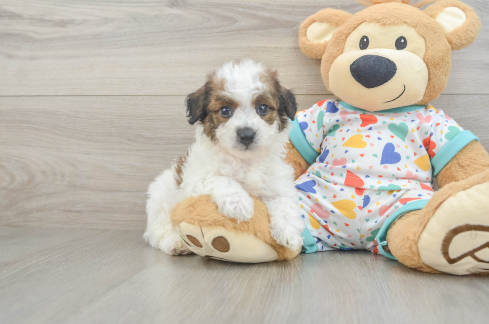 5 week old Poochon Puppy For Sale - Premier Pups