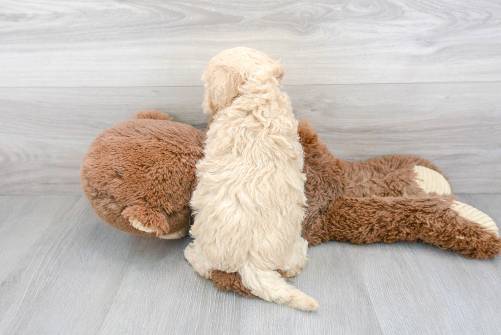 Sweet Poochon Baby