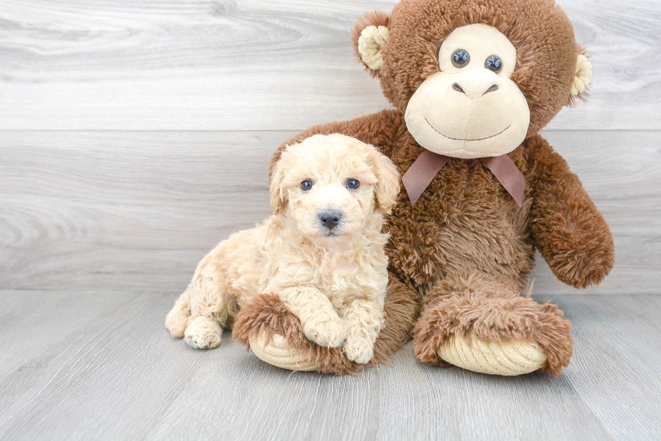 Poochon Pup Being Cute