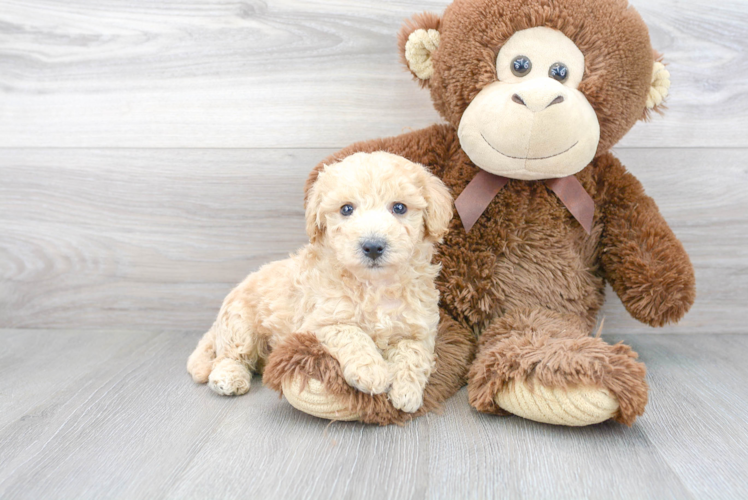 Poochon Pup Being Cute