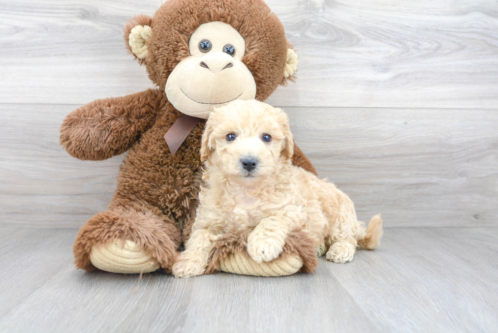 Adorable Bichpoo Poodle Mix Puppy