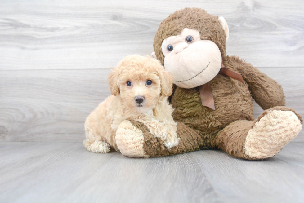 Hypoallergenic Maltepoo Poodle Mix Puppy