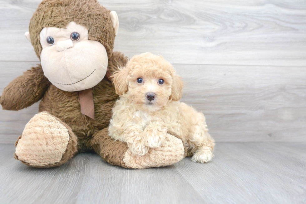 Playful Maltese Poodle Poodle Mix Puppy