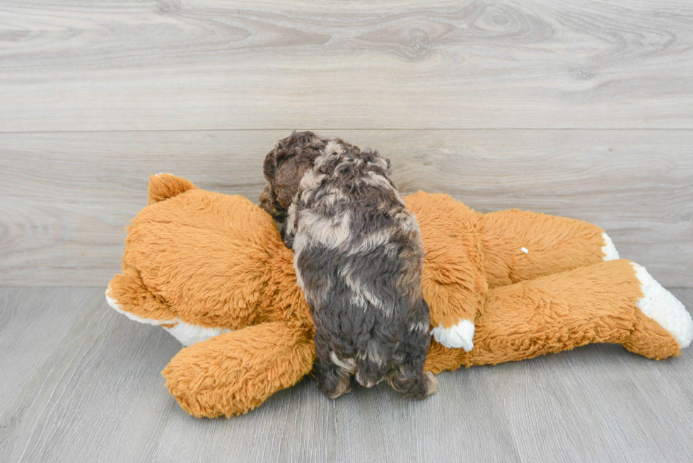 Fluffy Poochon Poodle Mix Pup