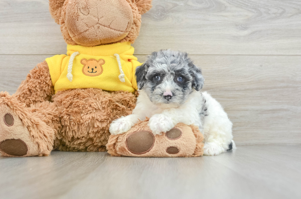 6 week old Poochon Puppy For Sale - Premier Pups