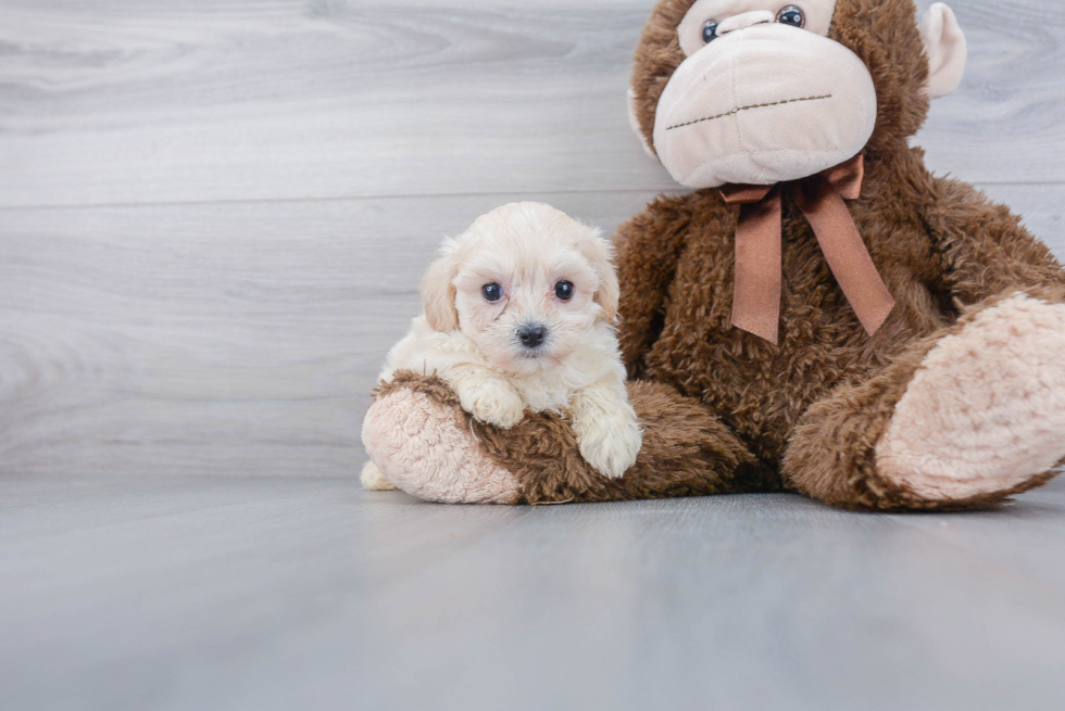 Best Poochon Baby