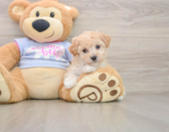 5 week old Poochon Puppy For Sale - Premier Pups