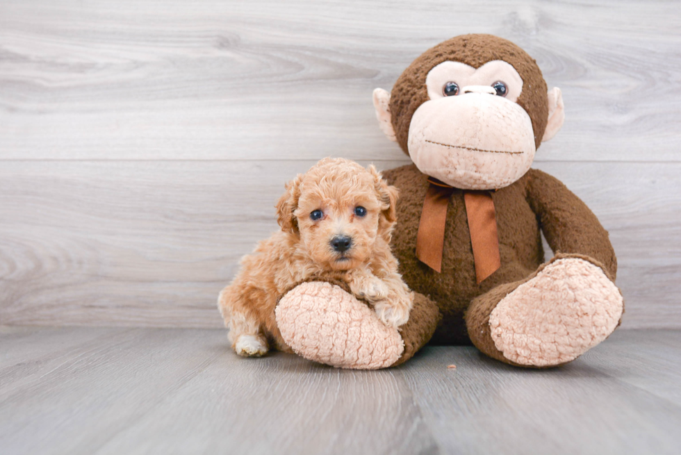 Playful Bichpoo Poodle Mix Puppy