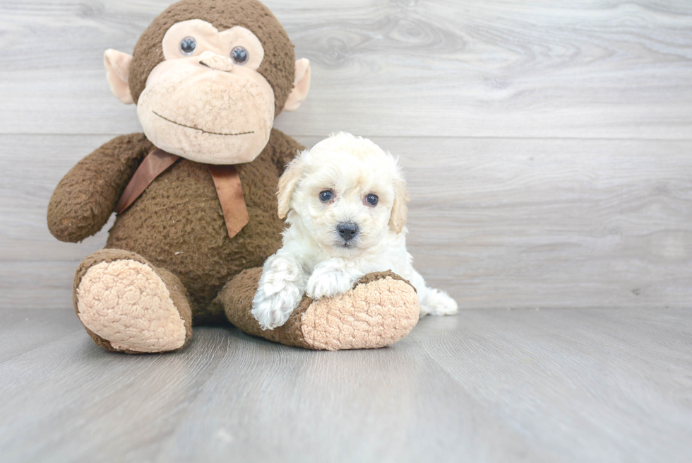 Hypoallergenic Bichpoo Poodle Mix Puppy