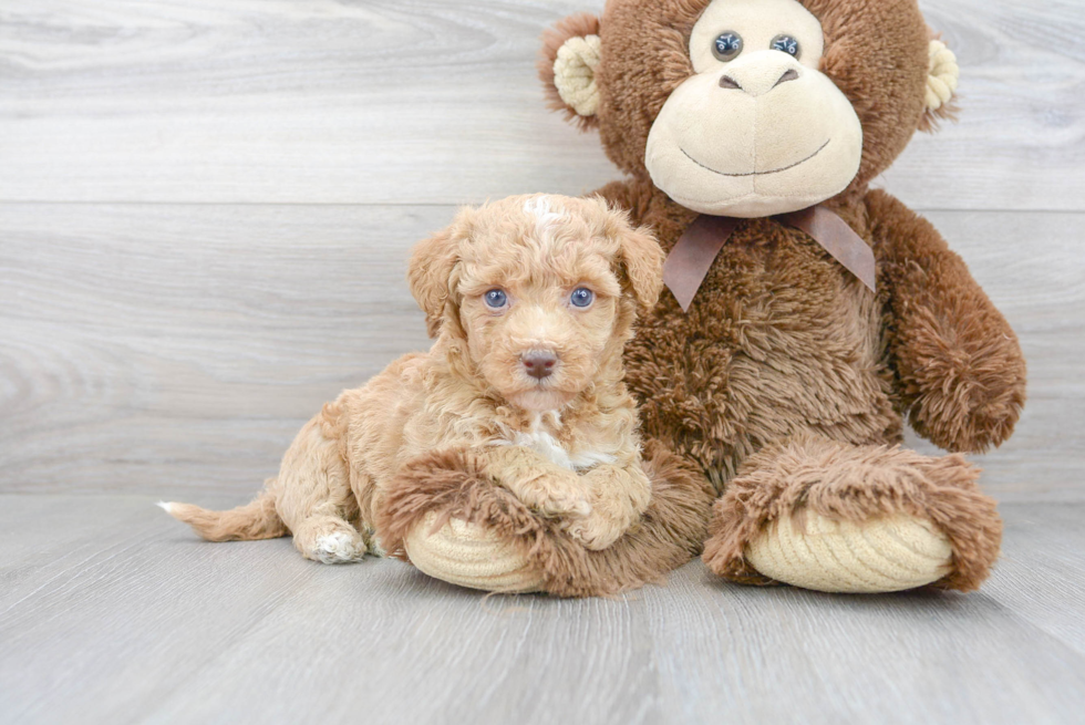 Popular Poochon Poodle Mix Pup