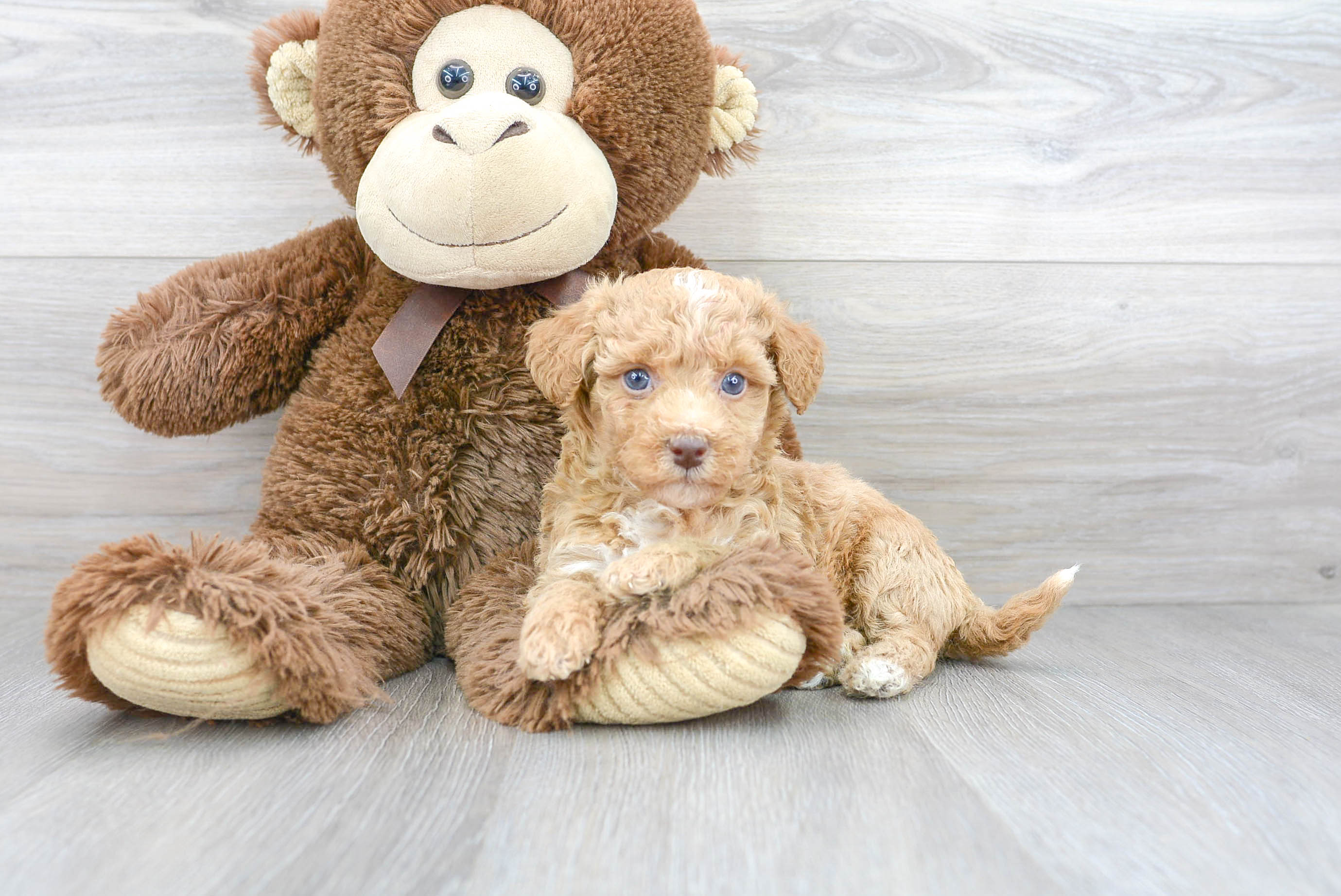 Poochon Puppy for Adoption
