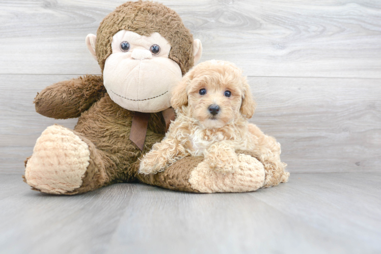 Maltipoo Puppy for Adoption
