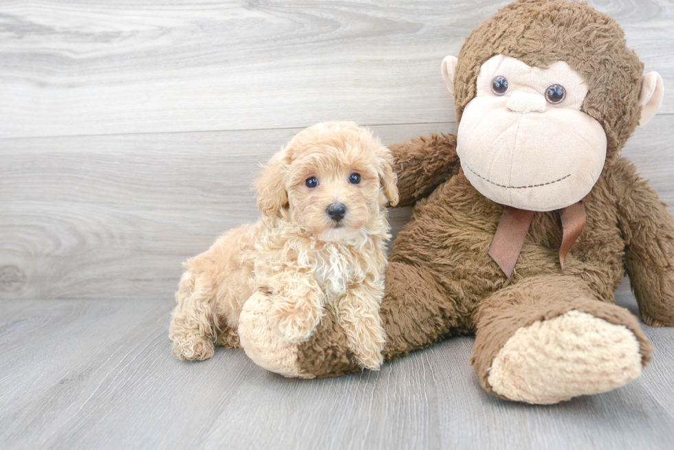 Maltipoo Pup Being Cute