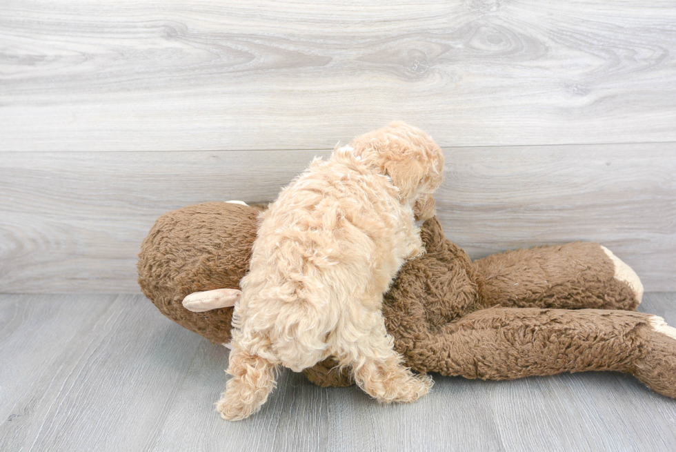 Maltipoo Pup Being Cute