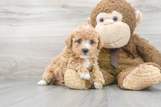 Hypoallergenic Bichpoo Poodle Mix Puppy