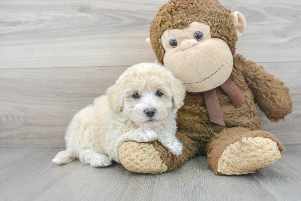 Hypoallergenic Bichpoo Poodle Mix Puppy