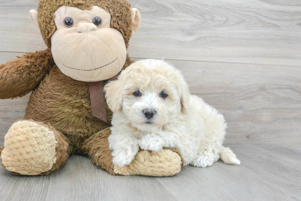 Playful Bichpoo Poodle Mix Puppy