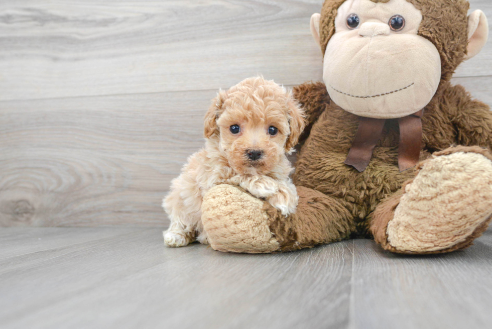 Poochon Puppy for Adoption