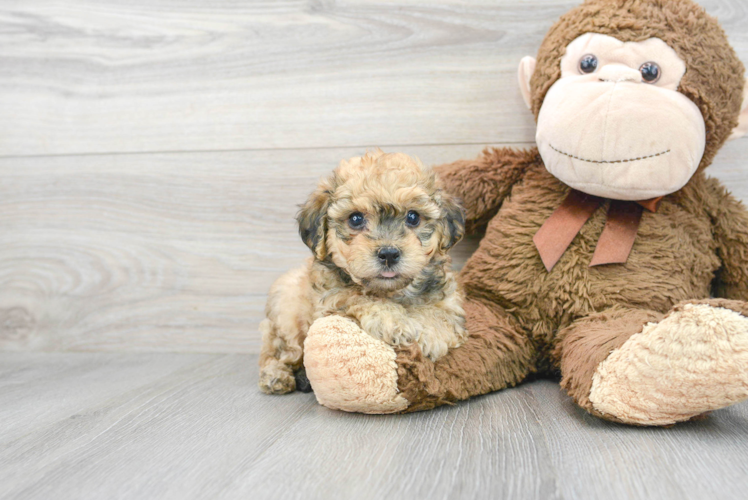 Petite Poochon Poodle Mix Pup