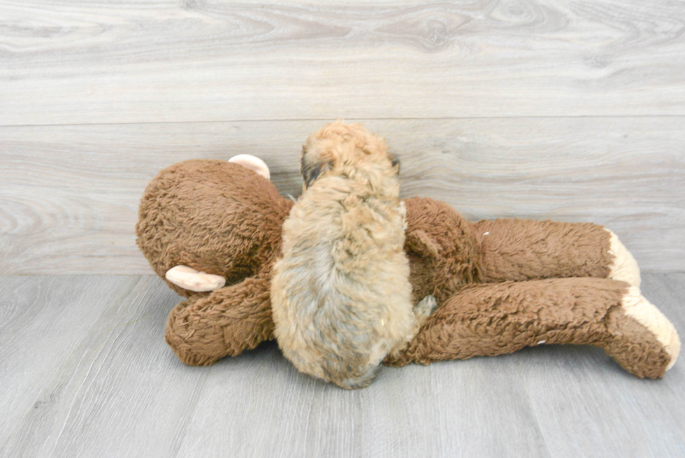 Poochon Puppy for Adoption