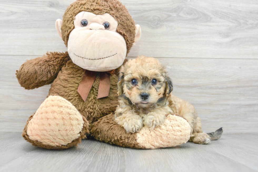 Poochon Pup Being Cute