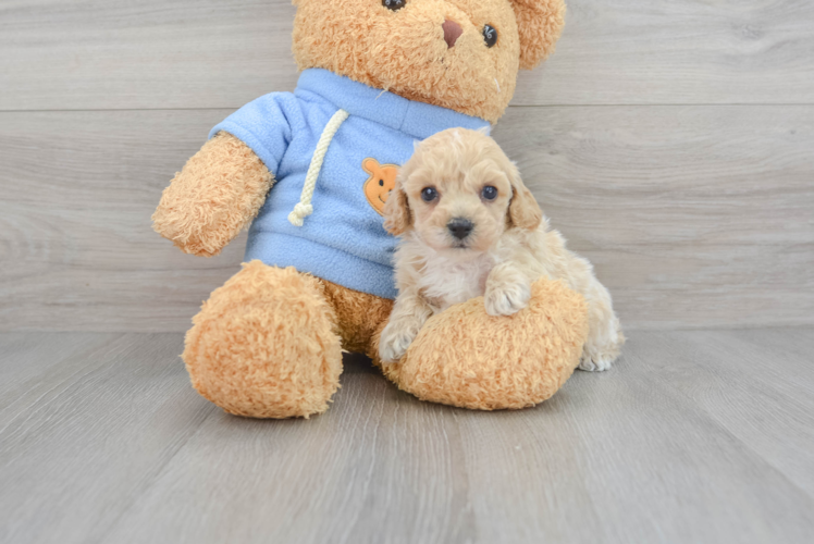 Smart Poochon Poodle Mix Pup