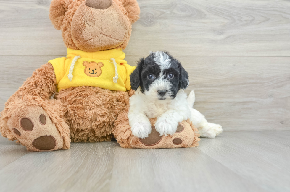 6 week old Poochon Puppy For Sale - Premier Pups