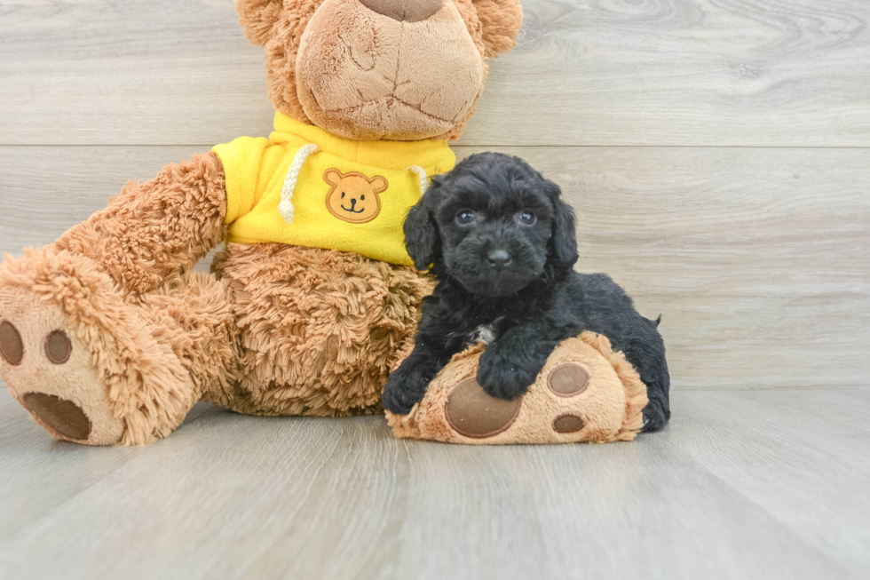 Friendly Poochon Baby