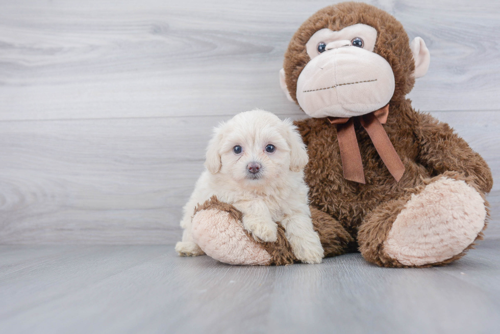 Playful Bichpoo Poodle Mix Puppy