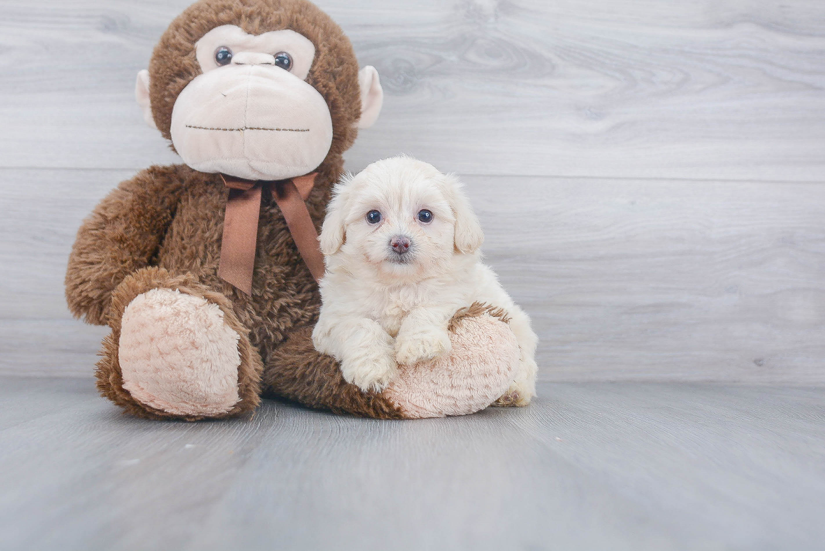 Poochon Pup Being Cute