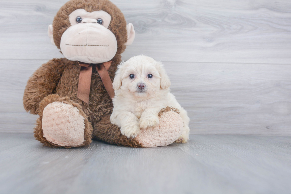 Poochon Pup Being Cute