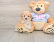 5 week old Poochon Puppy For Sale - Premier Pups