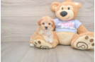 Happy Poochon Baby
