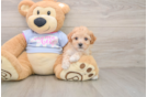 Poochon Pup Being Cute