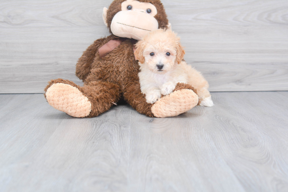 Fluffy Poochon Poodle Mix Pup