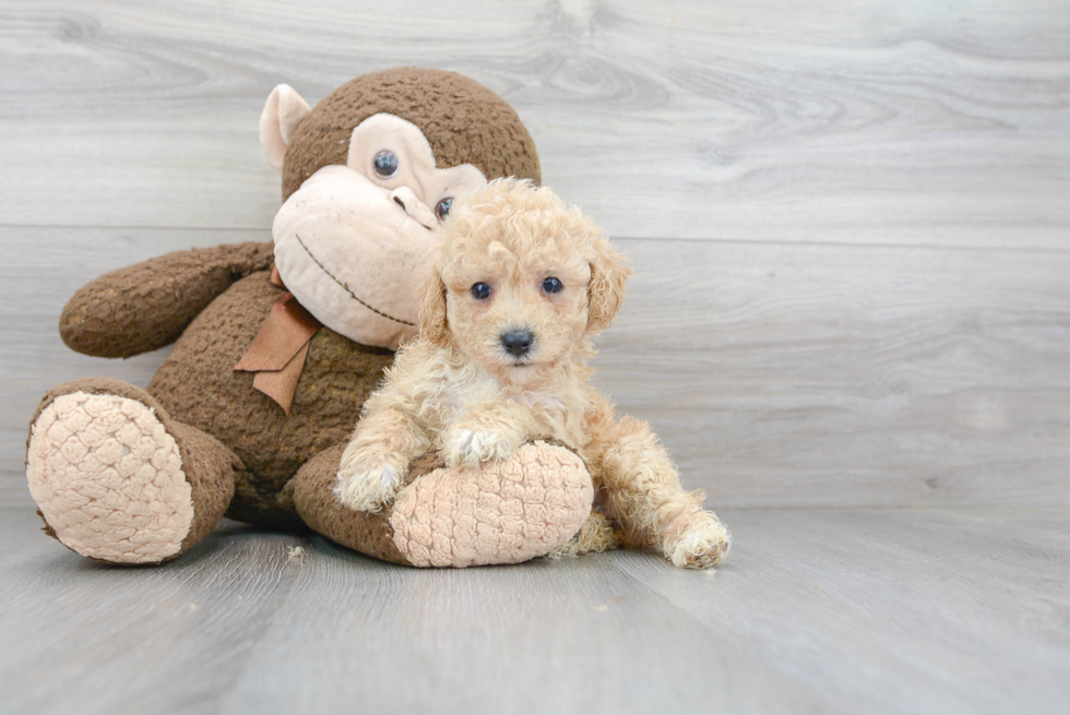 Fluffy Poochon Poodle Mix Pup