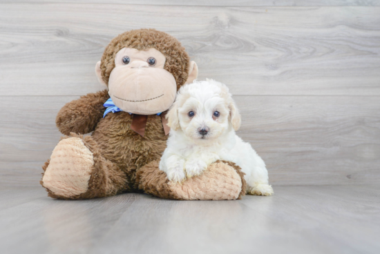 Petite Poochon Poodle Mix Pup