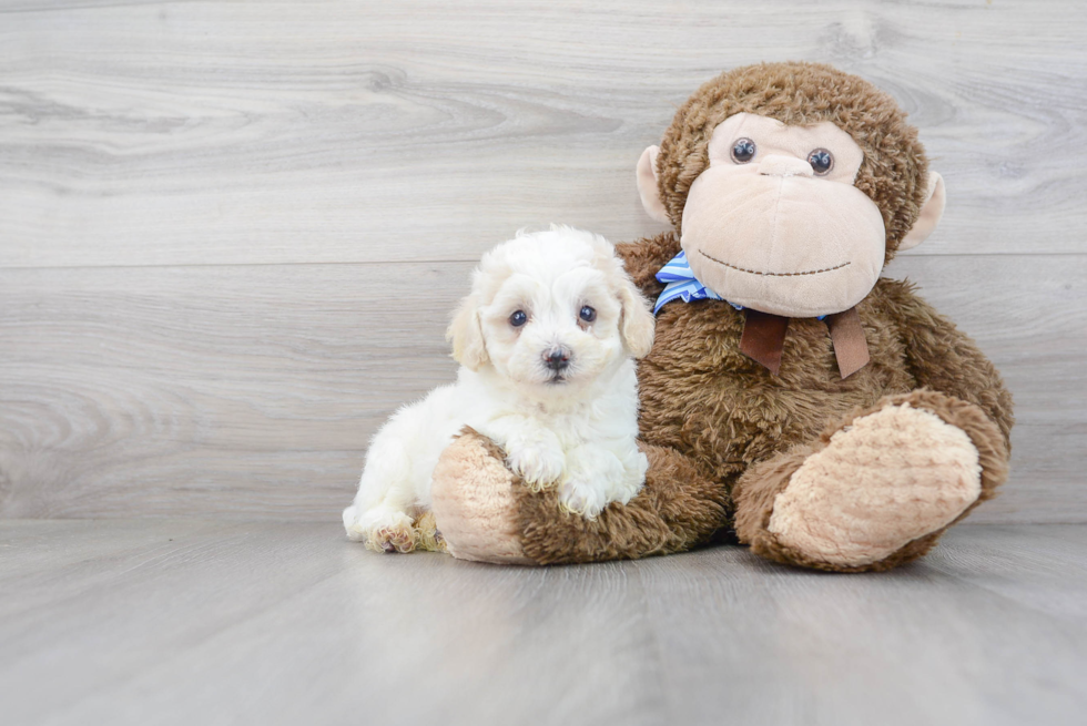 Fluffy Poochon Poodle Mix Pup