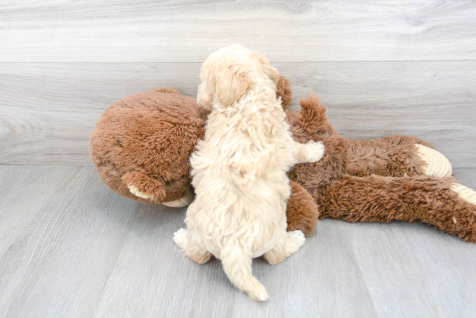 Best Poochon Baby