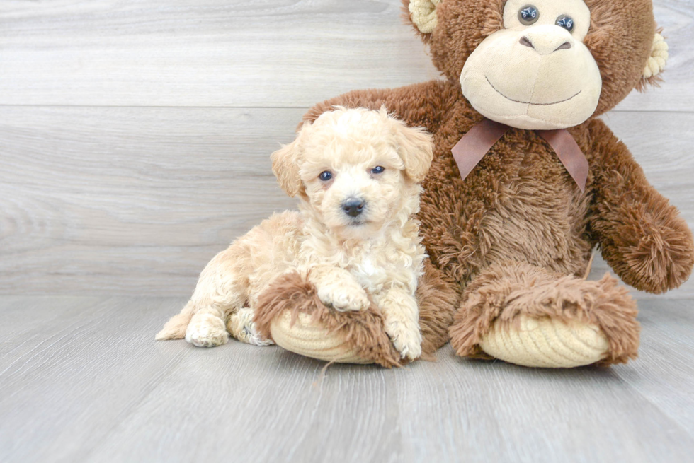 Poochon Pup Being Cute