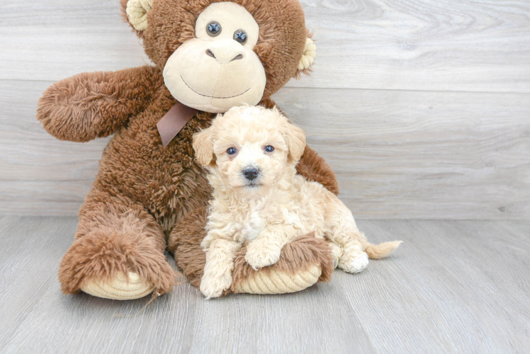 Best Poochon Baby